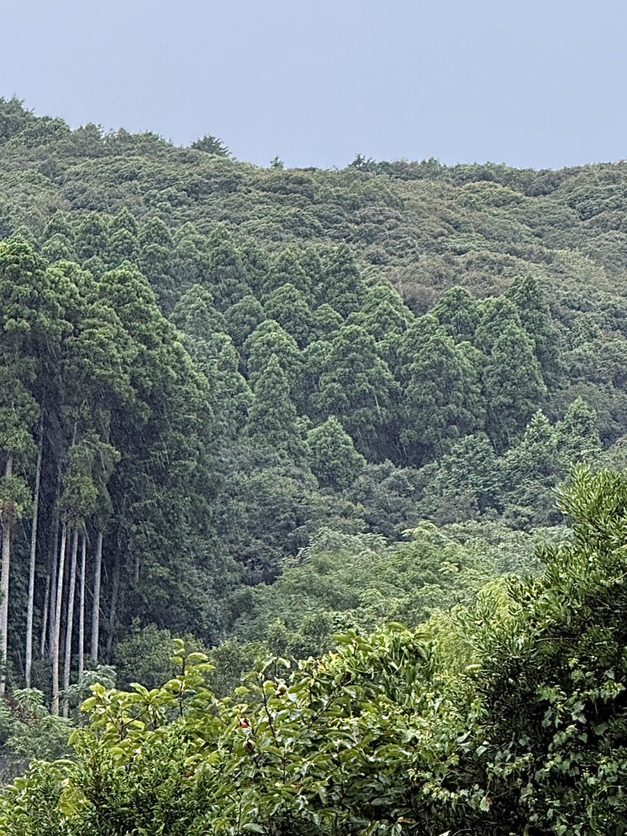 山林の様子
